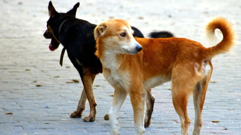 591754-dogs.jpg