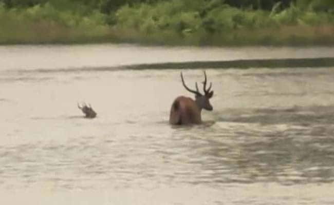 काजीरंगा नेशनल पार्क के लिए जानवरों की मौत के बावजूद भी सालाना बाढ़ क्यों है जरूरी?