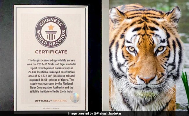 भारत ने बाघों की गणना करने का अनोखा कीर्तिमान बनाया, गिनीज बुक ऑफ वर्ल्ड रिकॉर्ड में दर्ज