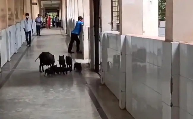 कर्नाटक में कोरोना अस्पताल के कॉरिडोर में आराम से घूमते दिखे सूअर
