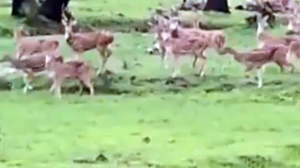मुंबई: मीठी नदी के किनारे हिरणों के झुंड की मस्ती, वीडियो हुआ वायरल – Video viral deer running meethi river mumbai pollution coronavirus lockdown jungle tstc