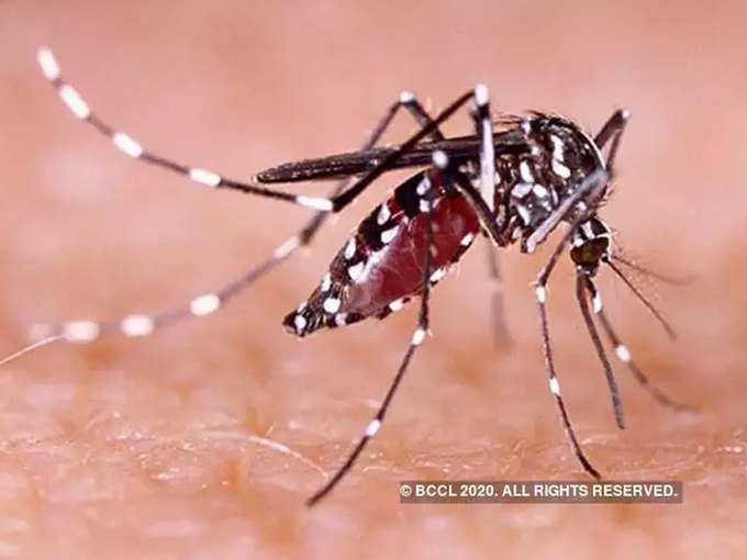 malaria-1