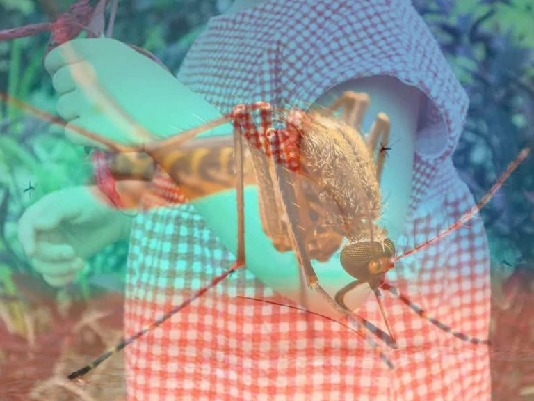 dengue fever prevention: Dengue Prevention Tips: आसान और असरदार 5 तरीके, जो दूर भगाते हैं डेंगू का डर – dengue prevention tips during monsoon what to do to avoid mosquito bytes in hindi