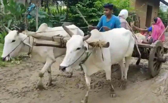 madhya pradesh balaghat tribal woman delivers baby in a bullock cart unavailability of ambulance – MP : खराब सड़क के चलते नहीं पहुंच पाई एंबुलेंस, बैलगाड़ी में ही महिला ने दिया बच्चे को जन्म