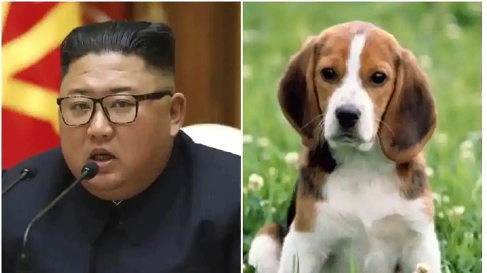 Amid food shortage, North Korea’s Kim Jong Un orders citizens to give up dogs for meat| कोरोना काल में कुत्तों पर बरपा किम जोंग का कहर, दिए मारकर खाने के आदेश; जानिए वजह