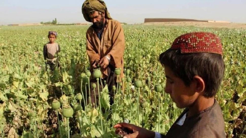 Due to Corona and floods Afghani children and unemployed people working in the poppy fields for earning quick money | कोरोना-बाढ़ ने बढ़ाईं मुश्किलें, तुरंत पैसे कमाने के लिए अफगानी बच्चे करने लगे ऐसा काम