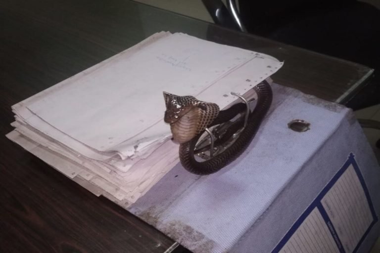 SECL कर्मचारी ने फाइल खोली तो अंदर बैठा मिला कोबरा, फिर क्या हुआ, देखें- PHOTOS SECL employee opened the file and found Cobra sitting inside, then what happened, see photos | korba – News in Hindi