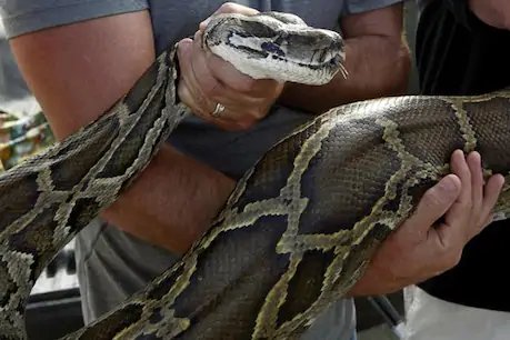 स्कूल से अचानक गायब होने लगीं पालतू बतखें, खोजबीन करने पर मालूम पड़ा कि अजगर बना रहा है निवाला