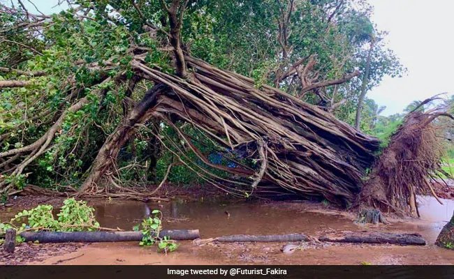 Goa: crowd-funding by nature lovers, local organisations has saved 100 years Old banyan tree – गोवा : 100 साल पुराने बरगद को बचाने आगे आए लोग, ऑनलाइन अभियान चलाकर जुटाए पैसे