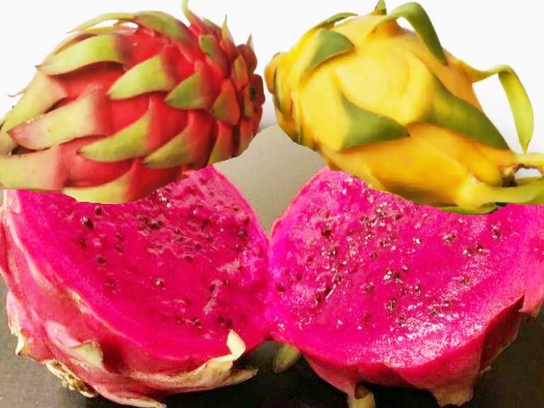 dragon fruit health benefits: Reason To Eat Dragon Fruit: खाएं भी और खिलाएं भी, कोरोना और डेंगू से बचाने में सहायक है स्वादिष्ट ड्रैगन फ्रूट – health benefits of dragon fruit may be helpful in prevention of dengue and corona virus infection in hindi
