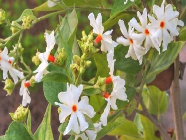 night jasmine flower use: Joint Pain Herbal Remedy: हरश्रृंगार के फूल दिलाते हैं इन दो तरह के कठिन दर्द से राहत – night jasmine or hershringar flowers are best herbal remedy for joints pain and bones pain after dengue fever in hindi