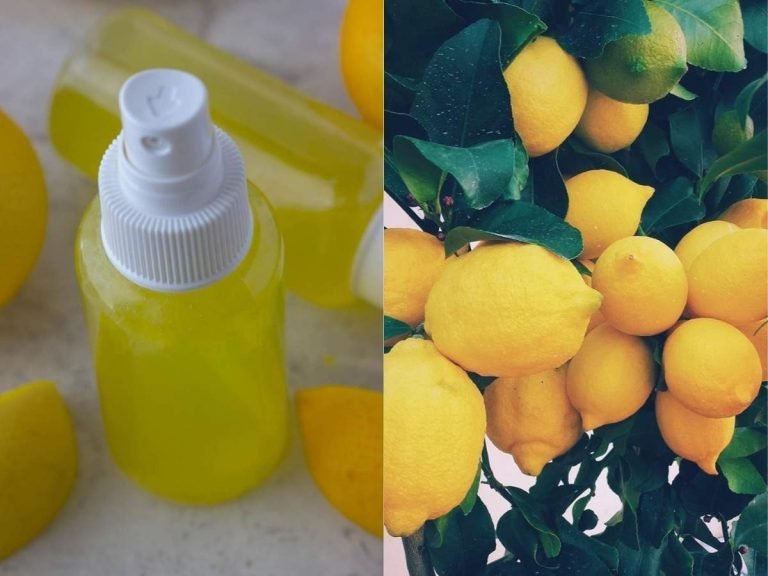 diy face mist korean: इस Facial mist के आगे फेल हैं सारे फेस पैक, 2 मिनट में मिलती है फ्लॉलेस स्किन – how to make lemon facial mist spray for spotless and glowing face