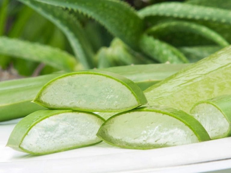 health benefits of eating alovera: How To Eat Aloevera: ताउम्र शुगर की बीमारी से बचाकर रख सकता है ग्वारपाठा, जानें इसे खाने के और भी फायदे – according to ayurveda health benefits of aloevera