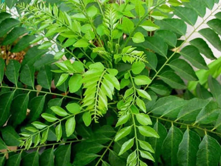 health benefits of curry patta: Meetha Neem: मीठा नीम होता है ऐंटिइंफ्लमेट्री गुणों से भरपूर, दिल और लिवर का रखता है खास खयाल – meetha neem or curry leaves are good for heart health
