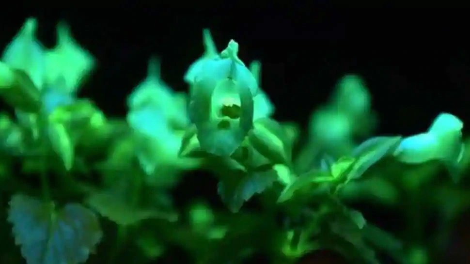 Man in New Zealand shelled out Rs 4 lakh for Rhaphidophora tetrasperma Plant | शख्स ने एक पौधे पर खर्च कर दिए 4 लाख रुपये, जानिए इसकी खासियत