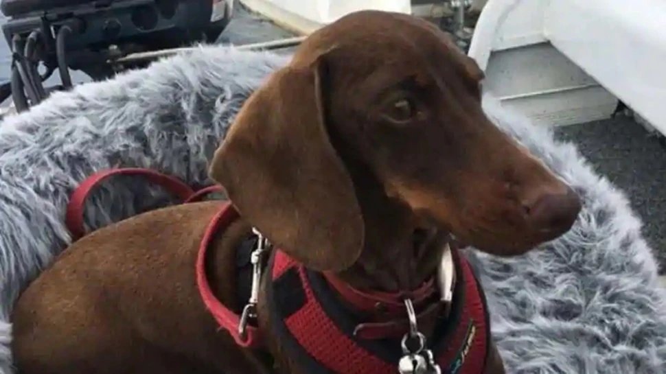 Dog travels from South Carolina to Australia to re-unite with owners | कोरोना: फैमिली से बिछड़ा ‘पालतू’, अमेरिका से ऑस्‍ट्रेलिया तक सोलो ट्रिप के बाद घर वापसी