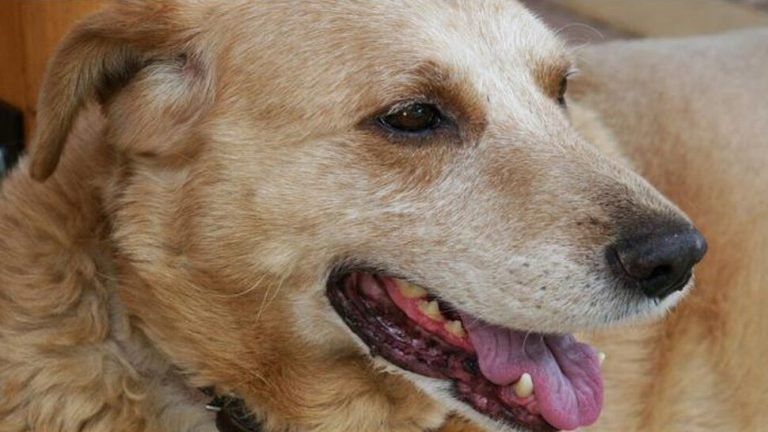 Home fire, 4-year-old dog saved the lives of family members] |वफादारी की अद्भुत मिसाल: घर में लगी आग, 4 साल के कुत्ते ने बचाई घरवालों की जान