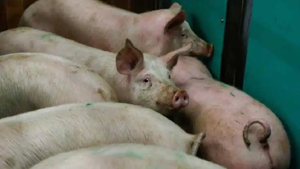China banned German Pork after African swine fever cases confirmed in Germany | जर्मनी में सामने आया African Swine Fever का मामला, चीन को उठाना पड़ा ये मुश्किल कदम