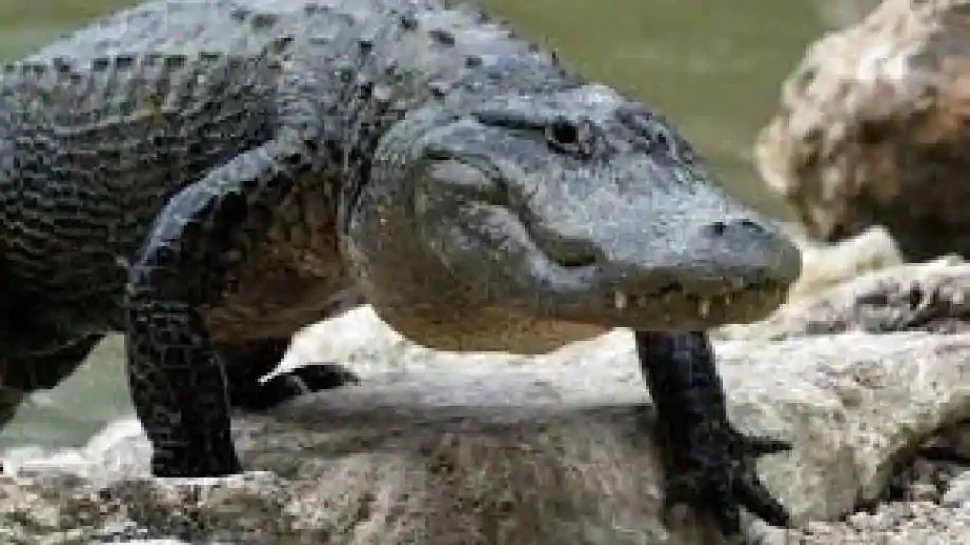 Florida Fish and Wildlife Conservation offered vacancy to nuisance alligator trapping | ऐसी नौकरी की वैकेंसी निकली जिसे करना बच्‍चों का खेल नहीं
