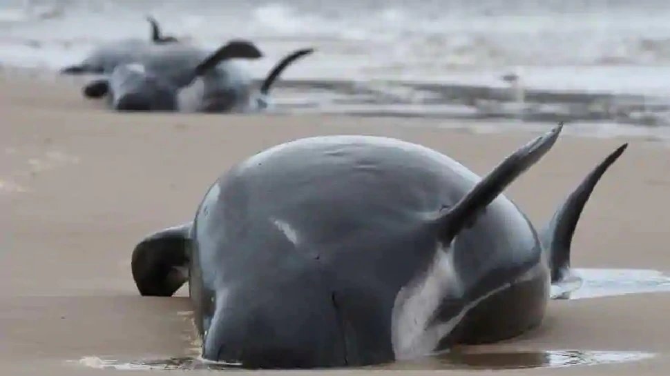 Australia started to disposing hundreds of dead whales, now no scope for rescue | सैंकड़ों मृत व्‍हेल को डिस्‍पोज करने में जुटा यह देश, अब नहीं रही बचाव की कोई गुंजाइश