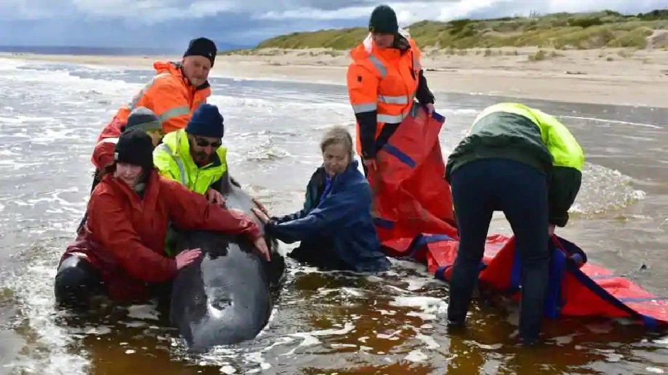 A whale found alive among hundreds of dead whales In Australia, lived on sand for 6 days | सैंकड़ों शवों के बीच जिंदा मिली एक whale, रेत के टीले पर इतने दिन तक रही जीवित