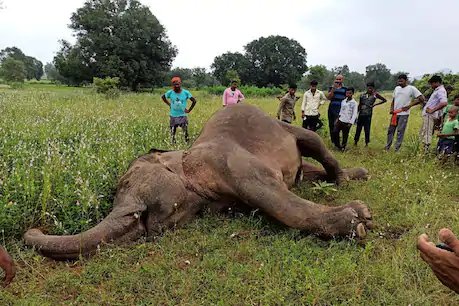 महासमुंद: शिकारियों के जाल में फंसी हथिनी, करंट लगने से हुई मौत, 4 माह में मारे गए 11 हाथी