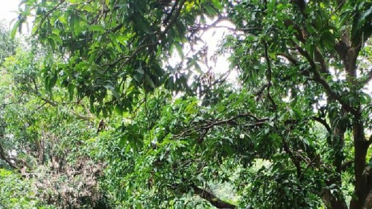 फलदार पौधों को प्रदेश में ही नहीं देश में सप्लाई करती है पचमढ़ी की नर्सरियाँ