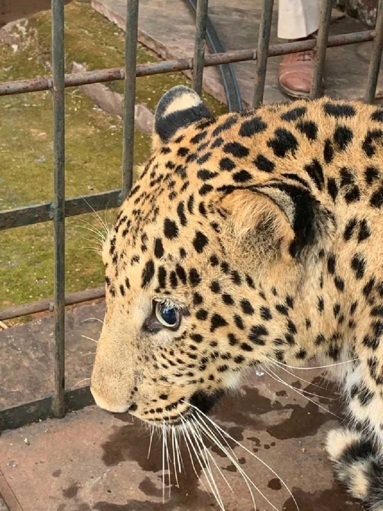 इंदौर से लाये गये घायल तेंदुए ने भोजन-पानी ग्रहण किया