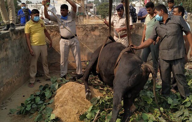 Delhi पुलिस ने 10 फुट गहरे गड्ढे में गिरे बैल को निकाला, जनता से मिली तारीफ