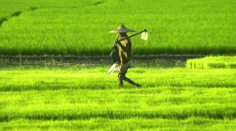 Haryana Government will insured | हरियाणा में अब फल, फूल और सब्जी का भी होगा बीमा, जानिए कितनी राहत