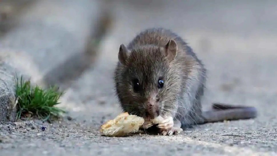 Chicago became Rattiest City of the US | अमेरिका के इस शहर को मिला ऐसा खिताब जिसे कोई नहीं पाना चाहेगा!