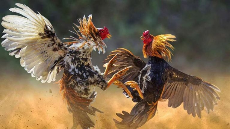 Philippines: cock kills police officer during raid| पुलिस अधिकारी के लिए मुर्गा बना काल, जानें क्या है पूरा मामला
