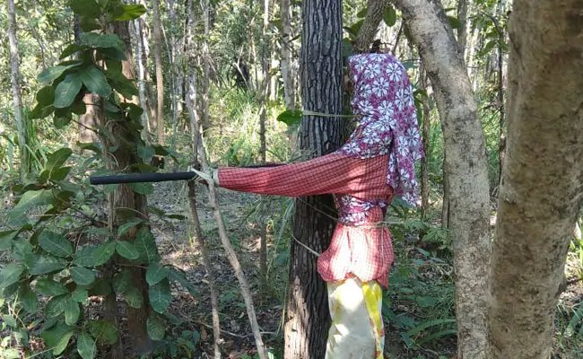बिहार चुनाव को लेकर सुरक्षा बलों के द्वारा नक्सलियों के खिलाफ 'ऑपरेशन जंगल '