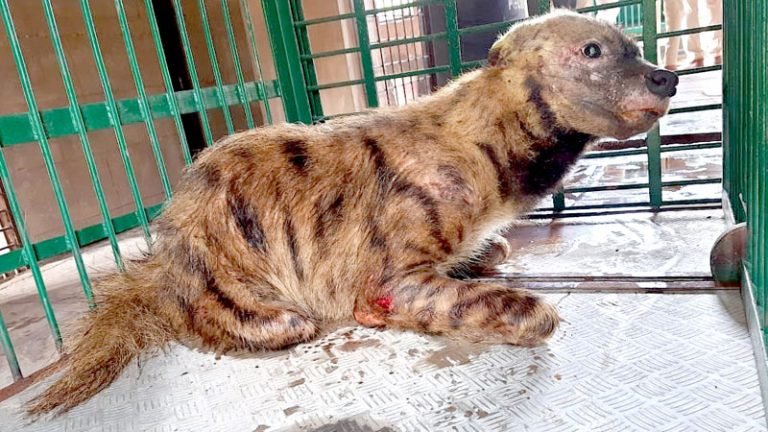बड़वानी से अत्यन्त घायल अवस्था में लकड़बग्घे को वन विहार राष्ट्रीय उद्यान लाया गया