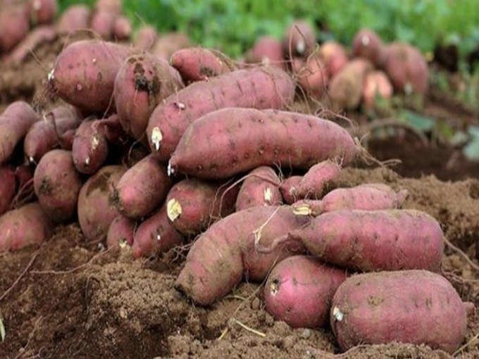 sweet-potato-2