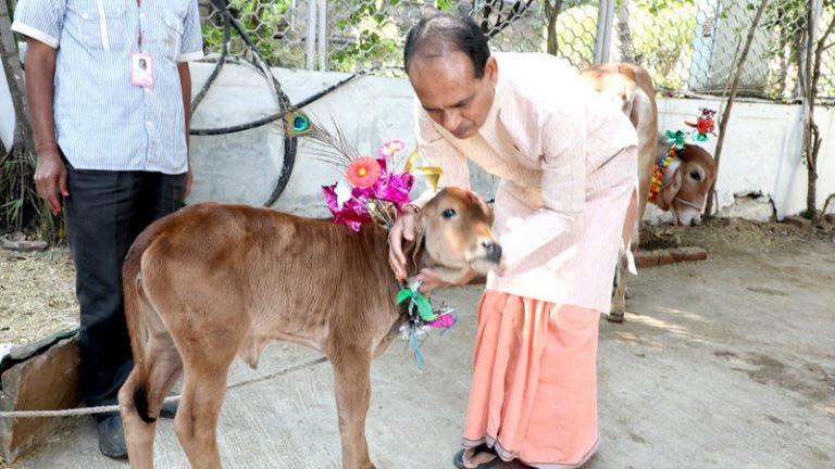 गोपाष्टमी पर मुख्यमंत्री निवास गौशाला में हुई पूजा