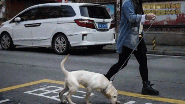 This Chinese county sparks debate over ban on public dog walking | इस शहर में निकला फरमान, अपने पालतू को घर में रखो, वर्ना मार दी जाएगी गोली
