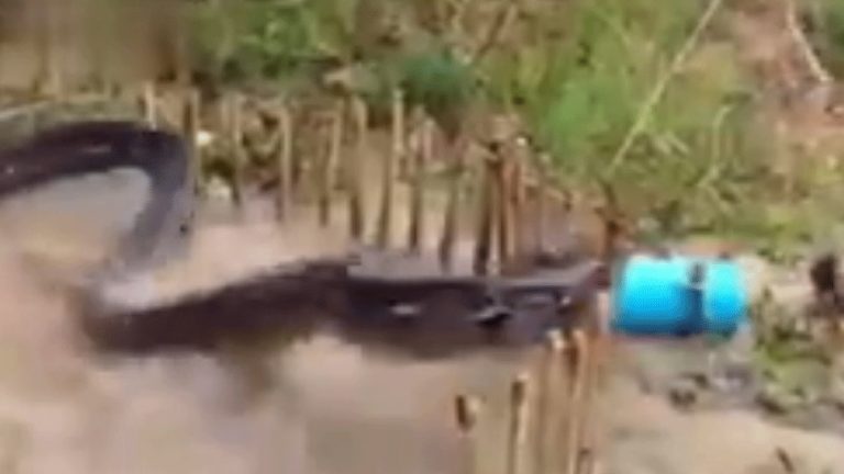 OMG! Anaconda Gets Caught In Trap, Know the reality | इतना बड़ा सांप देखकर उड़ सकते हैं किसी के भी होश, जानिए क्या है सच्चाई
