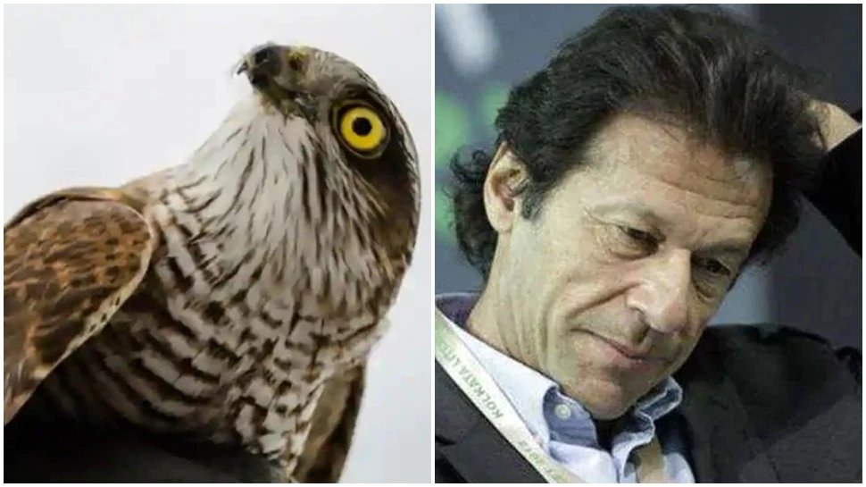 Pakistan PM Imran Khan allows UAE to export 150 falcons despite ban Against wildlife protection laws of the country | पाकिस्तान की डूबती नैया को बचाने के लिए इमरान खान ने दे दी 150 बेजुबानों की बलि!
