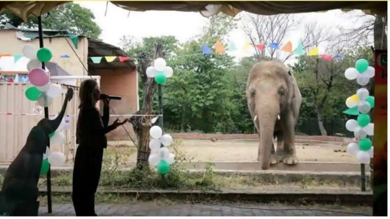 Kaavan loneliest elephant of Pakistan left for Indonesia