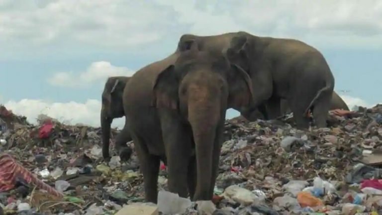 Sri Lanka government digging a moat around landfills to reduce conflicts between the animals & villagers | श्रीलंका: भूखे हाथियों और इंसानों के बीच झगड़े को रोकने के लिए खोदी जा रही खाई