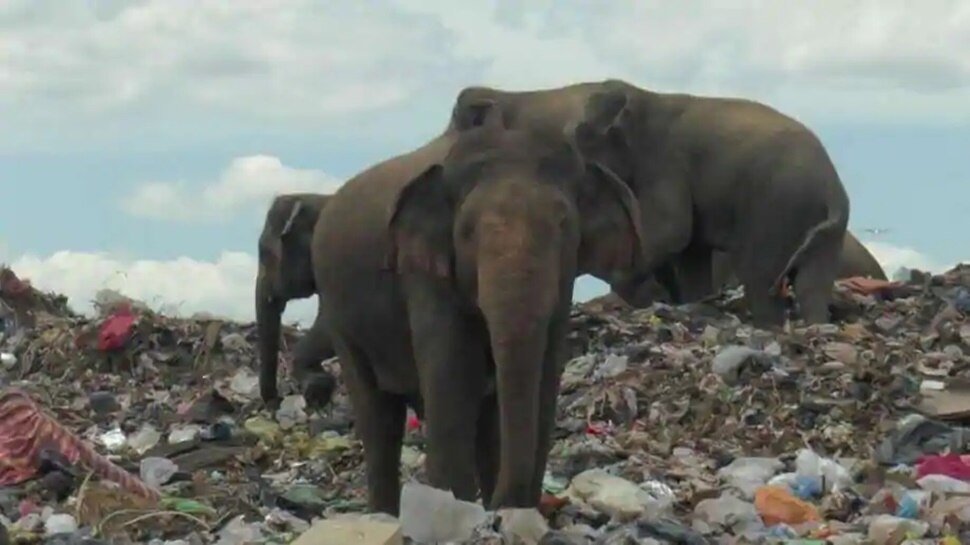 697268-elephent.jpg