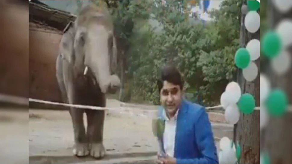 Elephant Kaavan funny prank with pakistani reporter Video Goes Viral