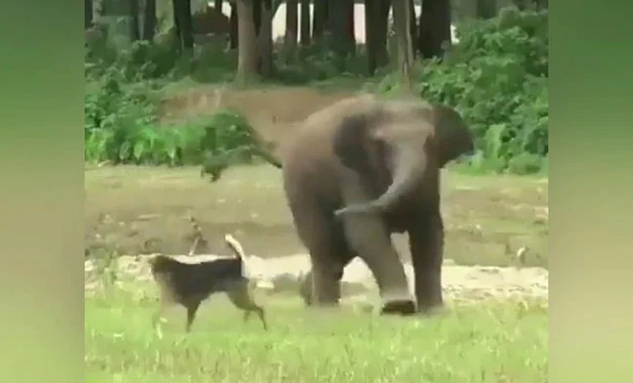Video of baby elephant playing with a dog goes viral| हाथी के बच्चे और कुत्ते की यह Cute नोंकझोंक हो रही Viral, देखें वीडियो