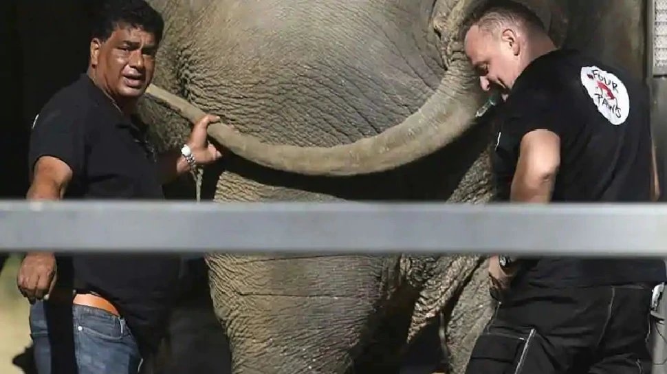 Pop star Cher’s initiative successful, World’s most lonely elephant Kaavan got companions | आखिरकार रंग लाई Pop star चेर की पहल, ‘Kaavan’ को मिला तनहाई से छुटकारा’