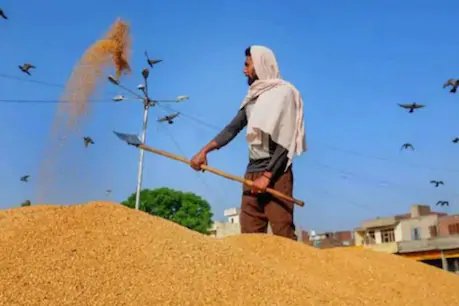 छत्तीसगढ़ में समर्थन मूल्य पर धान की खरीदी की जा रही है. फाइल फोटो.