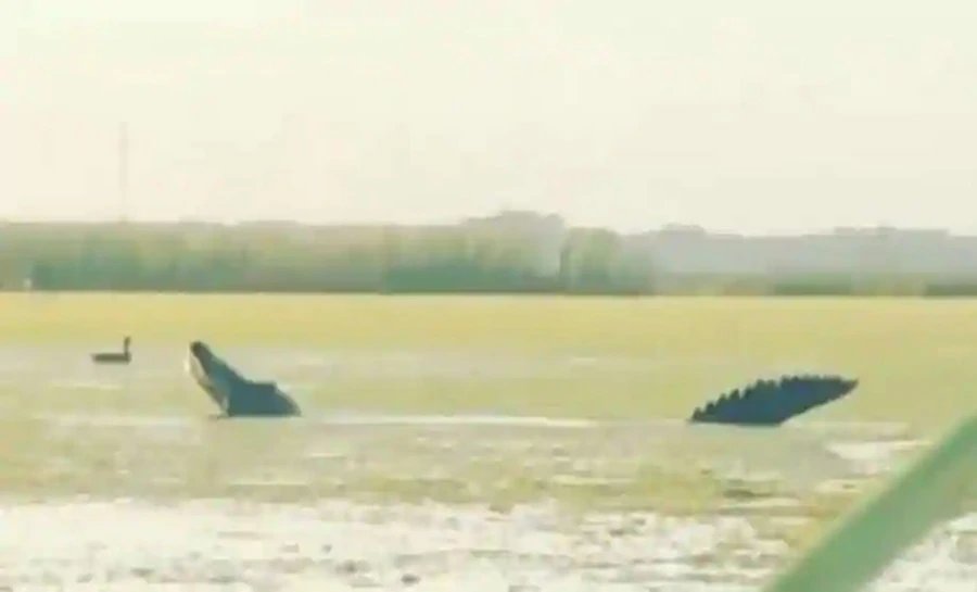 Dinosaur size alligator appeared in Florida, video goes viral| डायनासोर के साइज का दिखा ऐसा जीव, जिसे देखने वालों को आंखों पर नहीं हुआ यकीन