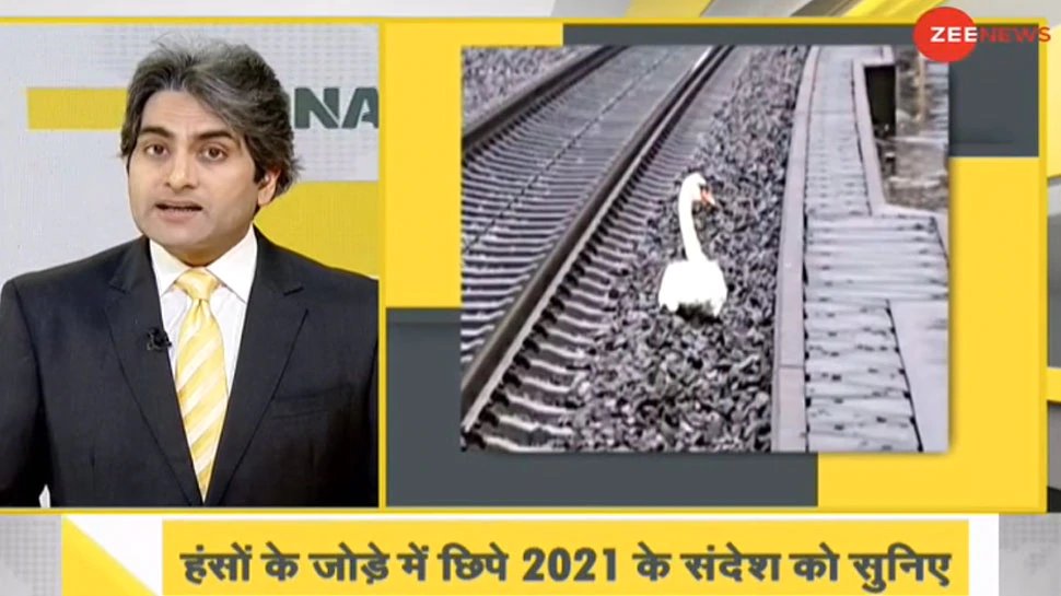 DNA ANALYSIS Swan in germany mourning friends death delays 23 trains | दो हंसों के जोड़े की भावुक कहानी