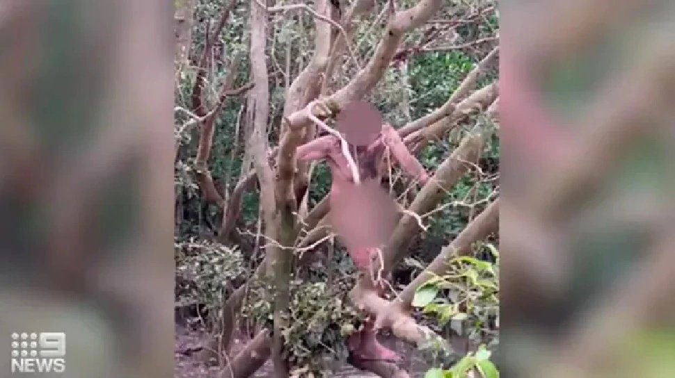 Nude man found sitting on a branch above crocodile-filled water in Australia, was eating snails for living | ऑस्‍ट्रेलिया में मगरमच्छ से भरे पानी के ऊपर टहनी पर बैठा मिला Nude आदमी, घोंघे खाकर रहा जिंदा