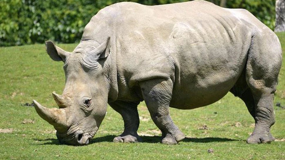 Last two White Rhino remaining on earth | वन्यजीव प्रेमियों के लिए अनमोल है ये तस्वीर, इनमें से किसी के जाने से टूट जाएगी आखिरी कड़ी
